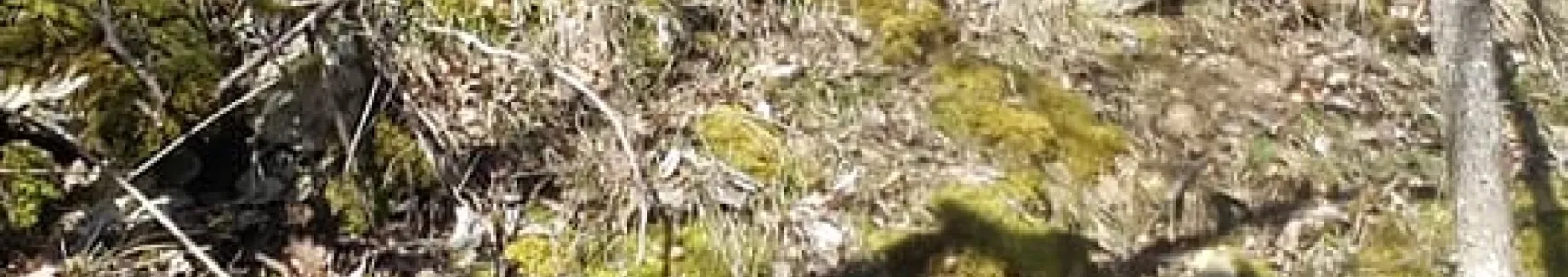 Trail Amazy Pentraid