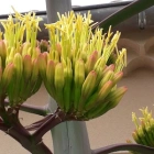 Gerard ou Martine L.