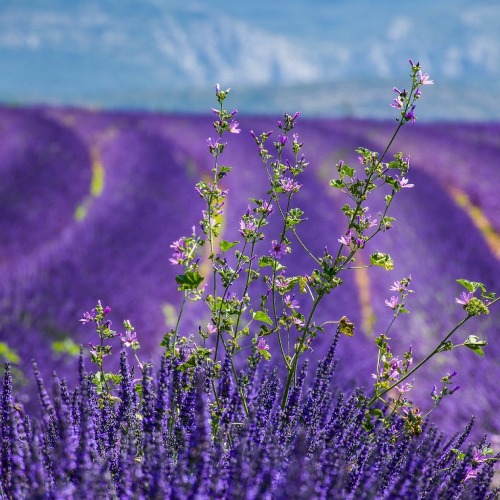 Provence-Alpes-Côte d'Azur